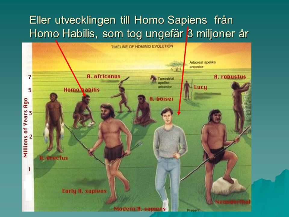 Homo erectus происхождение, характеристика, кормление, черепная емкость / история | thpanorama - сделайте себя лучше уже сегодня!