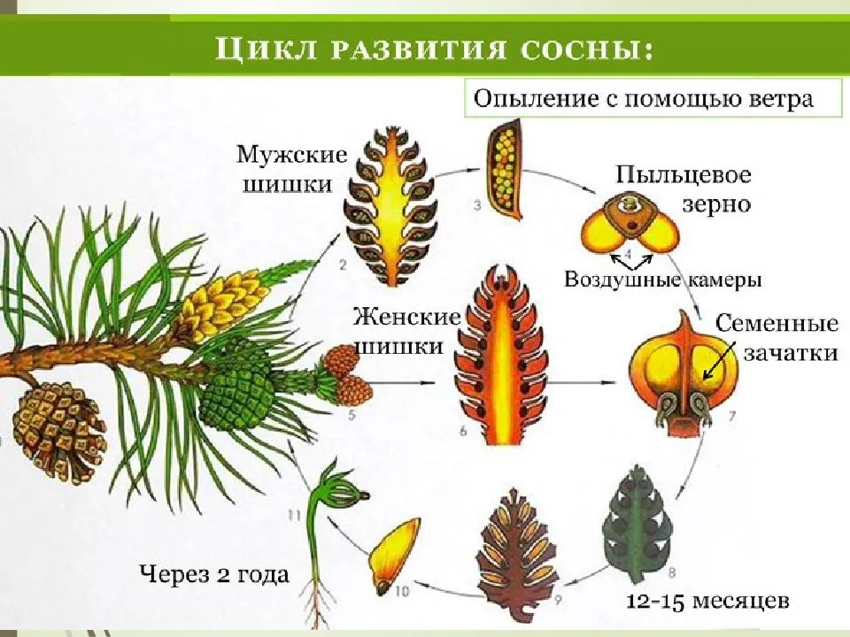 Размножение  голосеменных и покрытосеменных растений: схема, с помощью чего, как называется орган