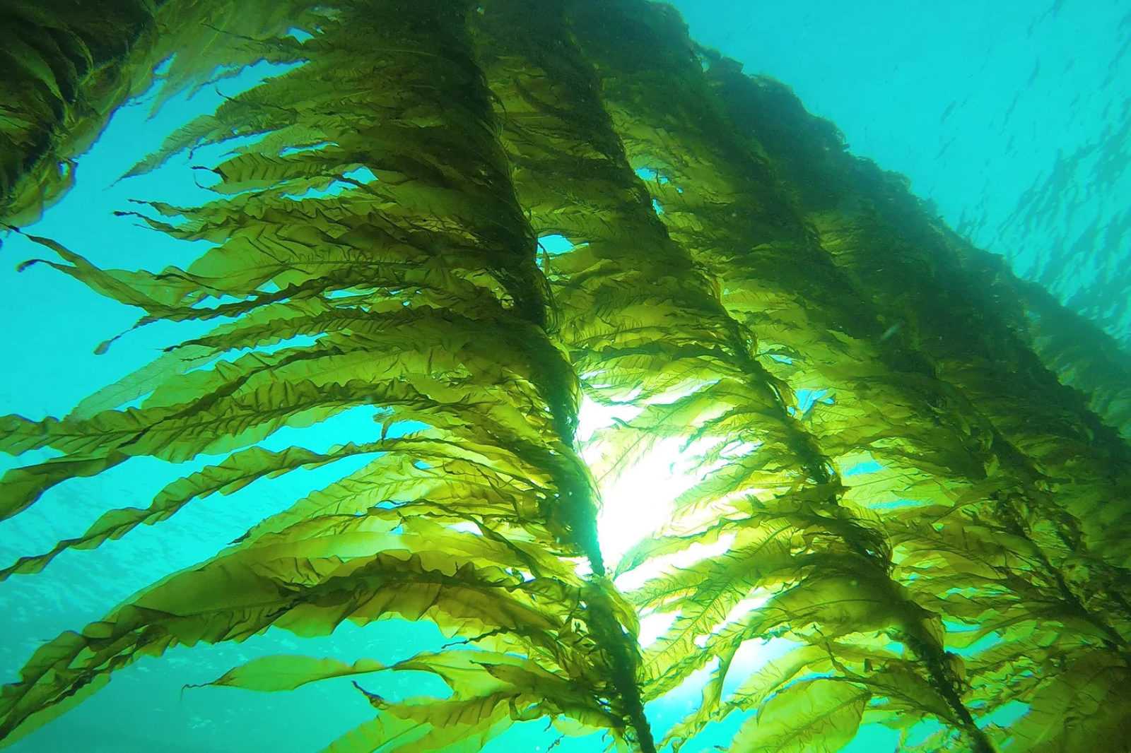 ✅ самые необычные водоросли. удивительные водоросли самые красивые водоросли в мире - лабораториякожи.рф