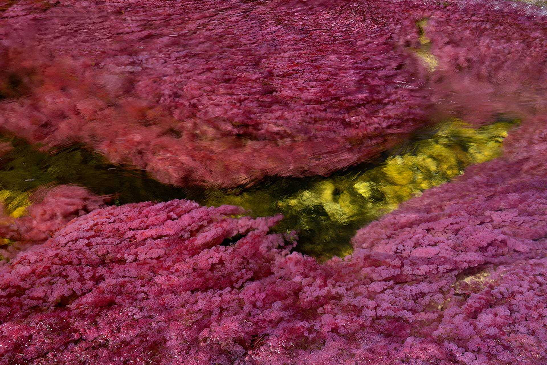 Macrocystis pyrifera: характеристика, систематика, жизненный цикл - биология - 2023