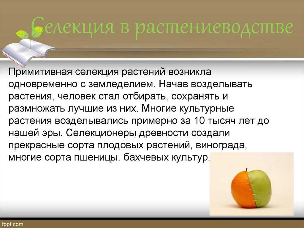 Селекционер: понятие и роль в современном мире