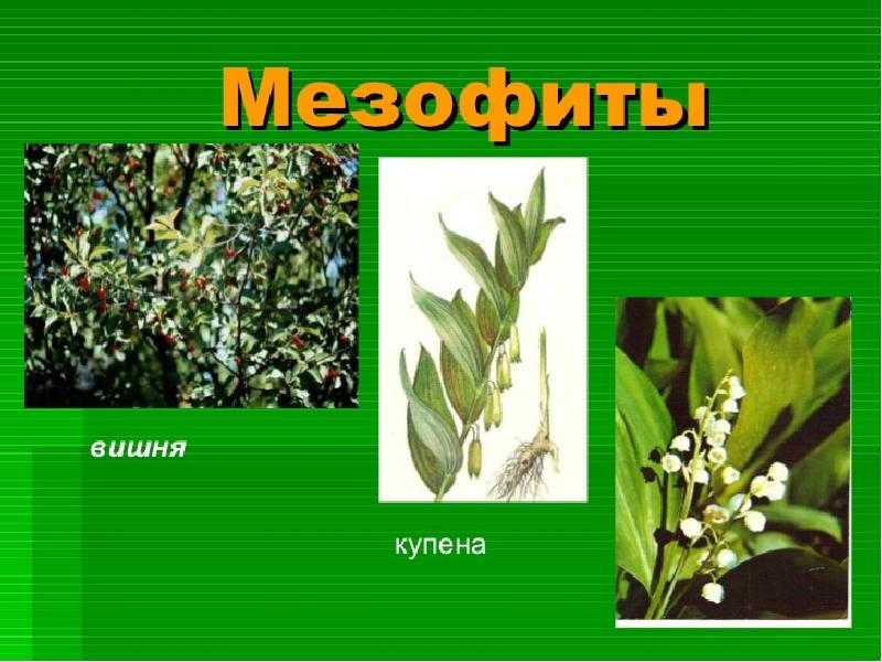 Мезофиты особенности строения кратко
