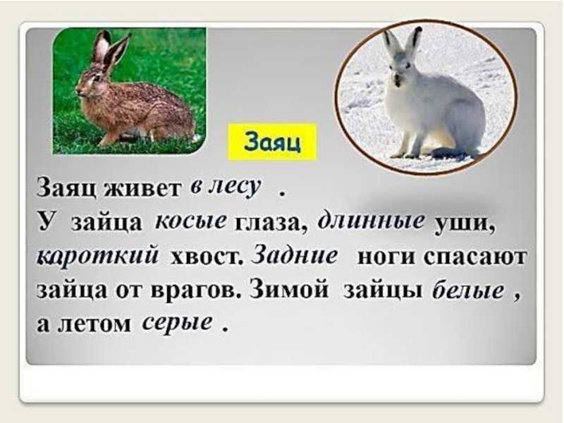 Доклад-сообщение заяц  для детей 1, 2, 3, 4 класс, кратко окружающий мир